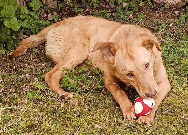 Paolo, dolcissimo e bisognoso di amore Foto 2